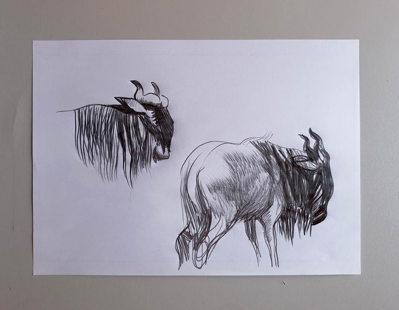 Guillermo dibujo original Ñus y Cocodrilos